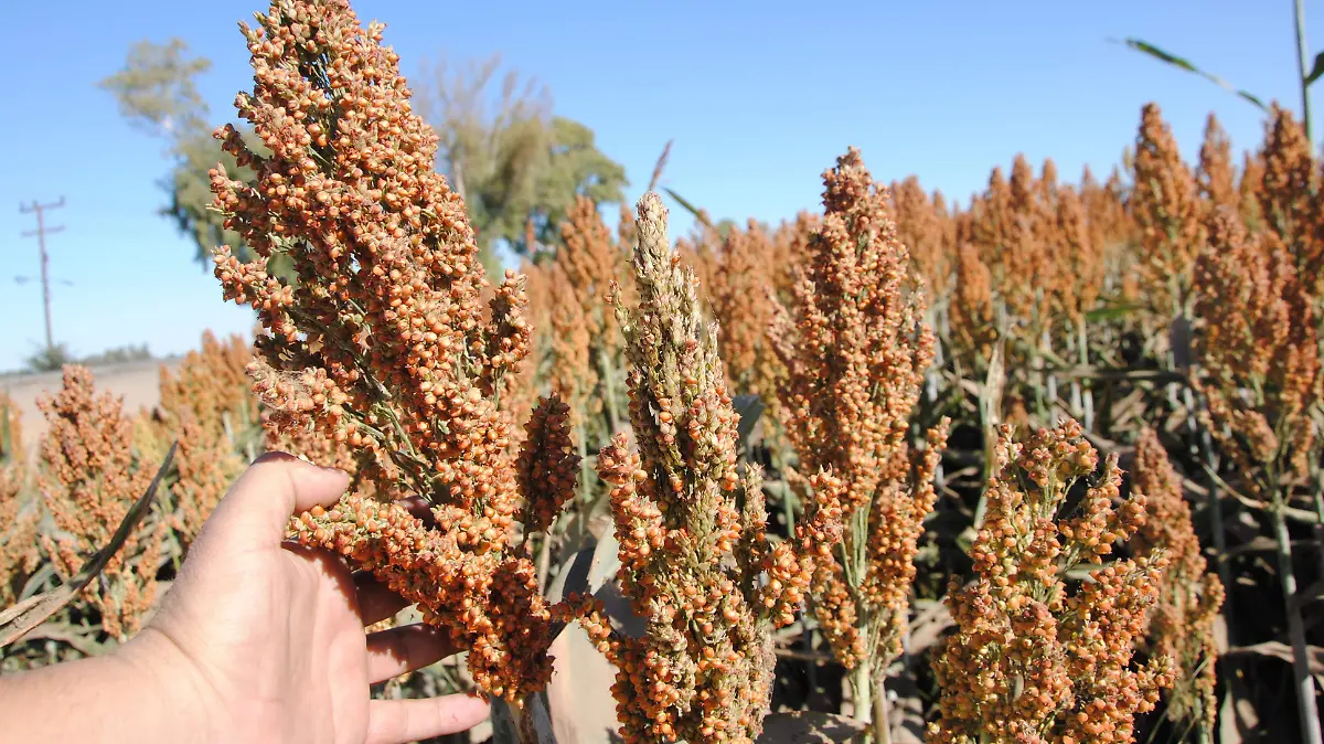 Siembra de sorgo en el valle VF (1)
