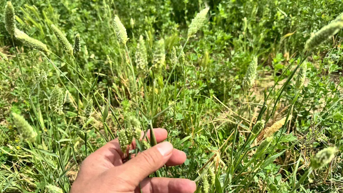 Plagas en el valle de San Luis VF (3)