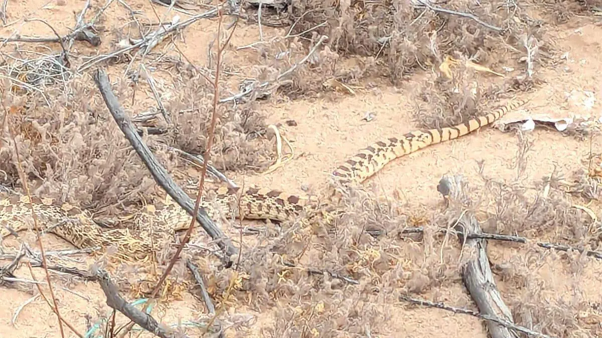 suspenden búsqueda en Las Antenas por las víboras