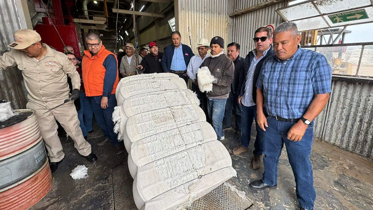 Se reuniran productores de algodón Vf (3)