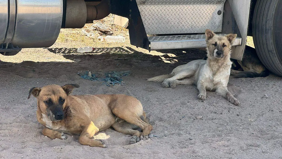 El grupo de rescate de mascotas Hablando por ellos VF (2)