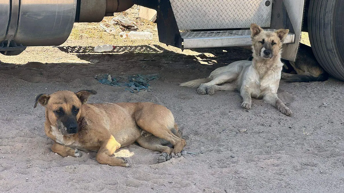 El grupo de rescate de mascotas Hablando por ellos VF (2)