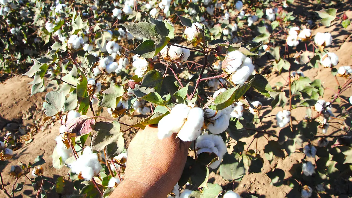 Mosca blanca ataca al algodón VF (1)