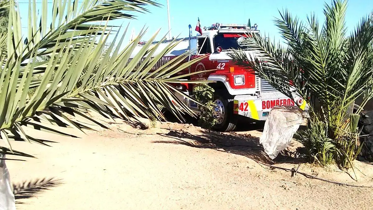 auxilian bomberos a podador de palmera