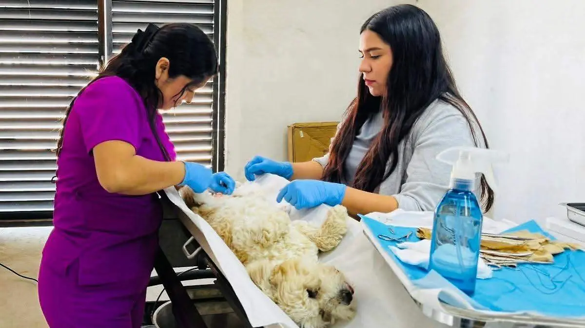 Llevan jornada de esterilización móvil al parque Cuaniuc (1)