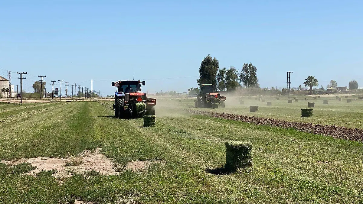 Los problemas que hay en el agro loca VF (2)