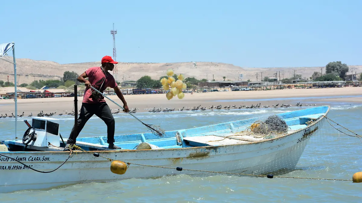  Se preparan los pescadores para el aguamala VF (2)