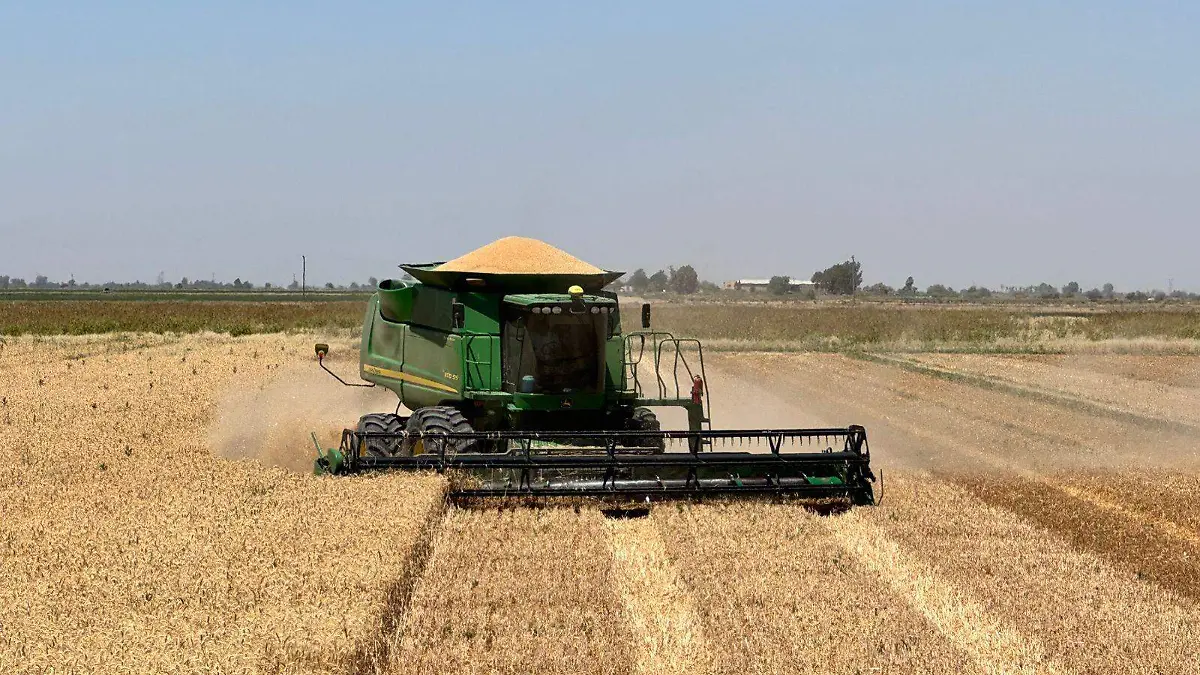 La maleza es otro problema que tienen los productores de trigo VF (1)
