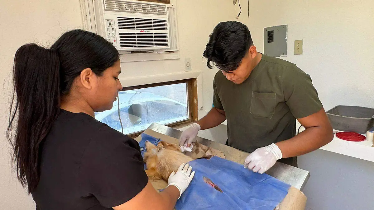 Invitan a aprovechar esterilizaciones caninas y felinas en Unidad Móvi VF (2)