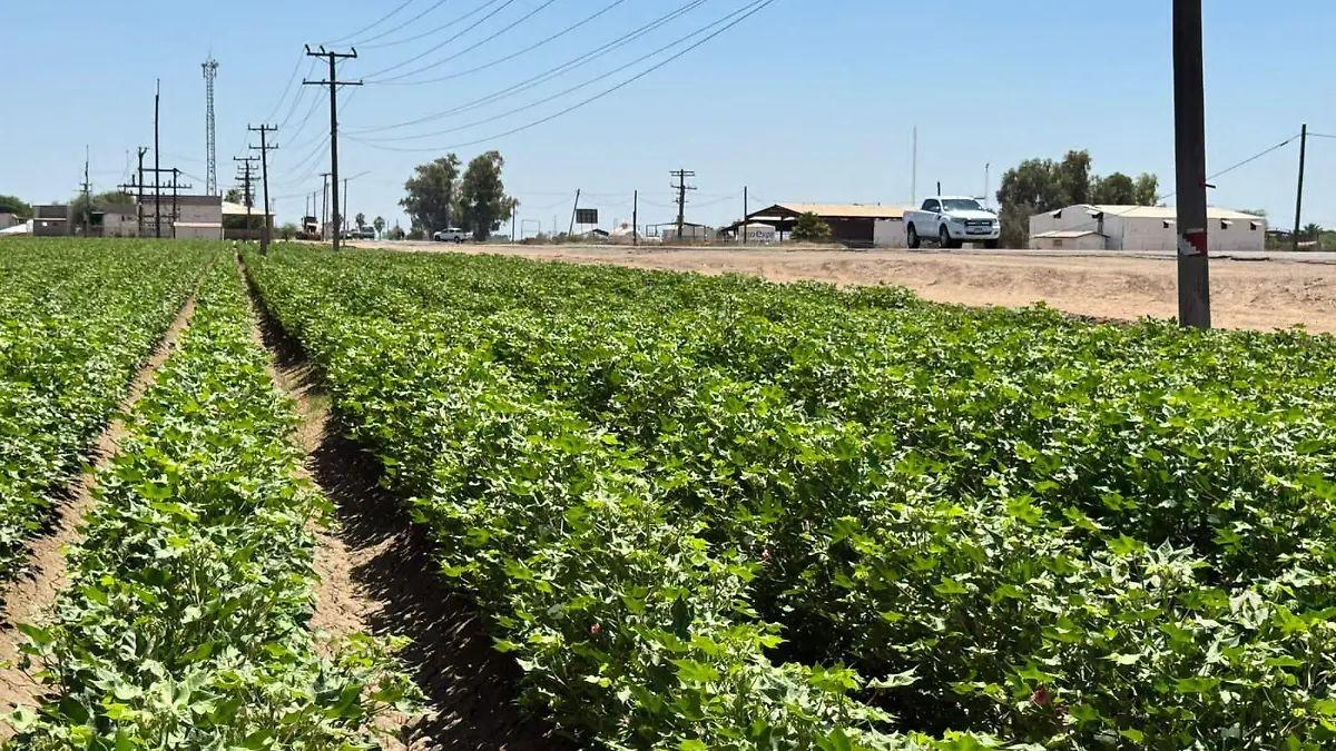 Promueven uso de insecticidas ecológicos contra la mosca blanca Vf (1)