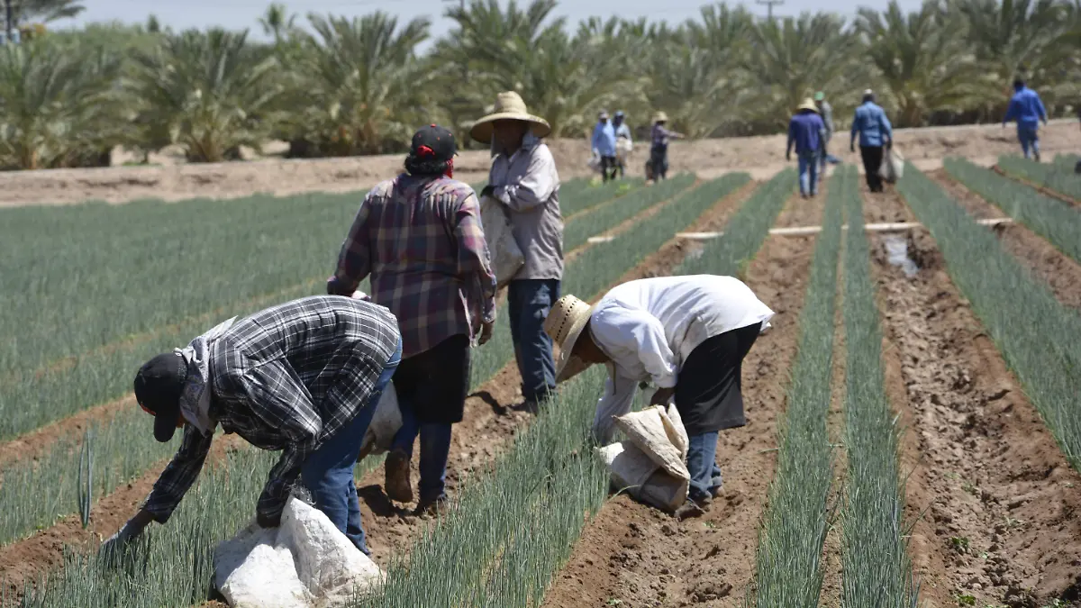 El cebollín, es una de las hortalizas líder en el valle de San Luis  VF (1)