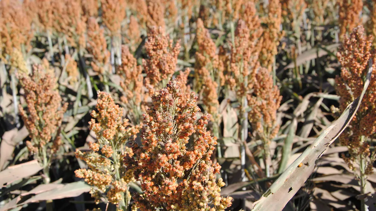 El sorgo se resiste a desaparecer, debido a que todavía hay productores  El sorgo se resiste a desaparecer, debido a que todavía hay productores  (1)