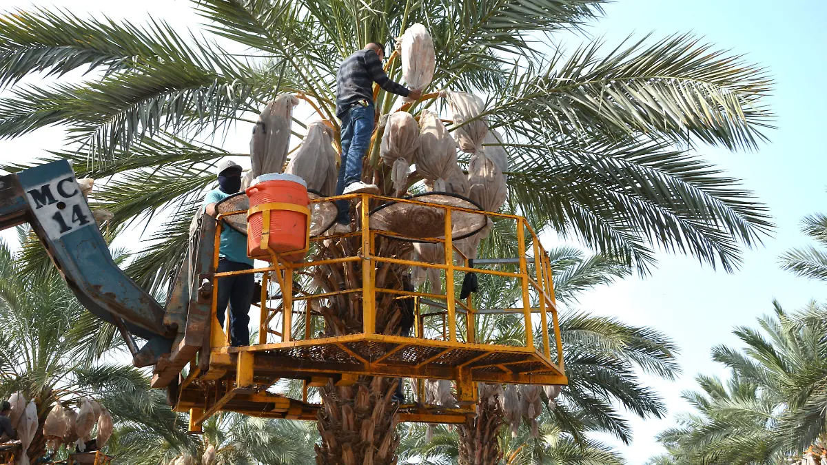 La UES sigue adelante con la capacitación a productores de dátil La UES sigue adelante con la capacitación a productores de dátil VF (1)