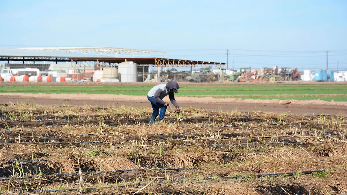 Cuál es el panorama de producción del brócoli y espárrago VF (1)