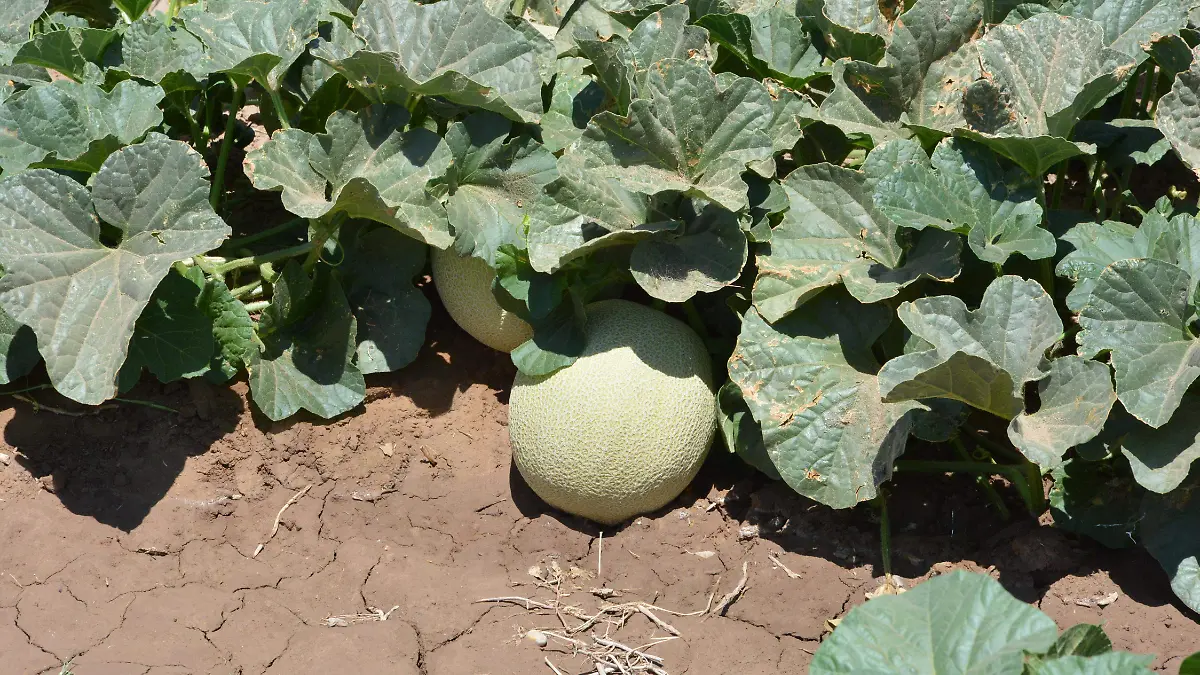 Cultivos de melon y sandia VF (1)