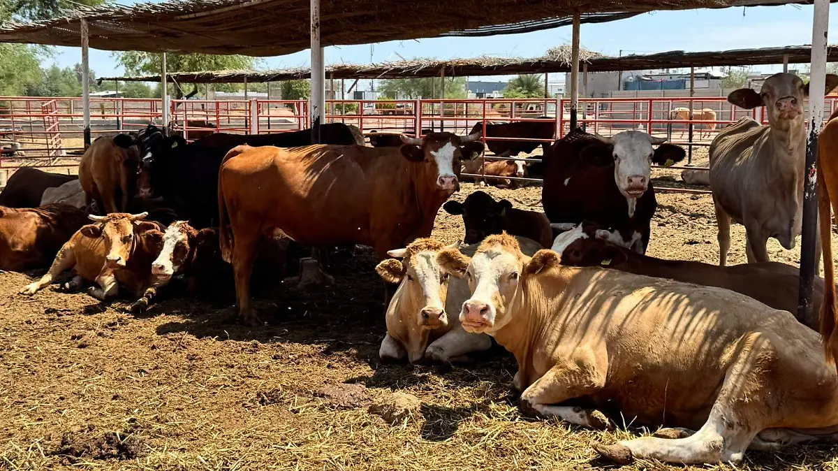 Preparan envío de ganado sanluisino a Hermosillo VF (1)