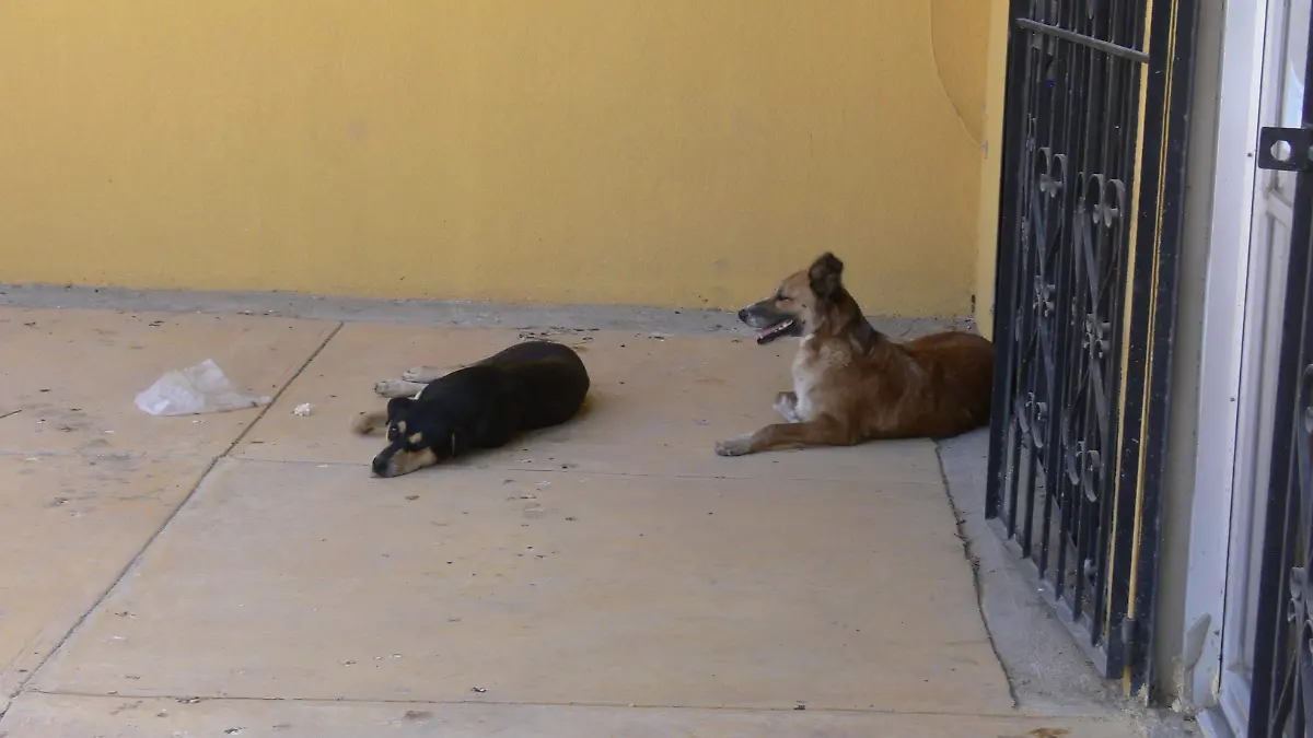 Se de proteger a mascotas del calor (2)