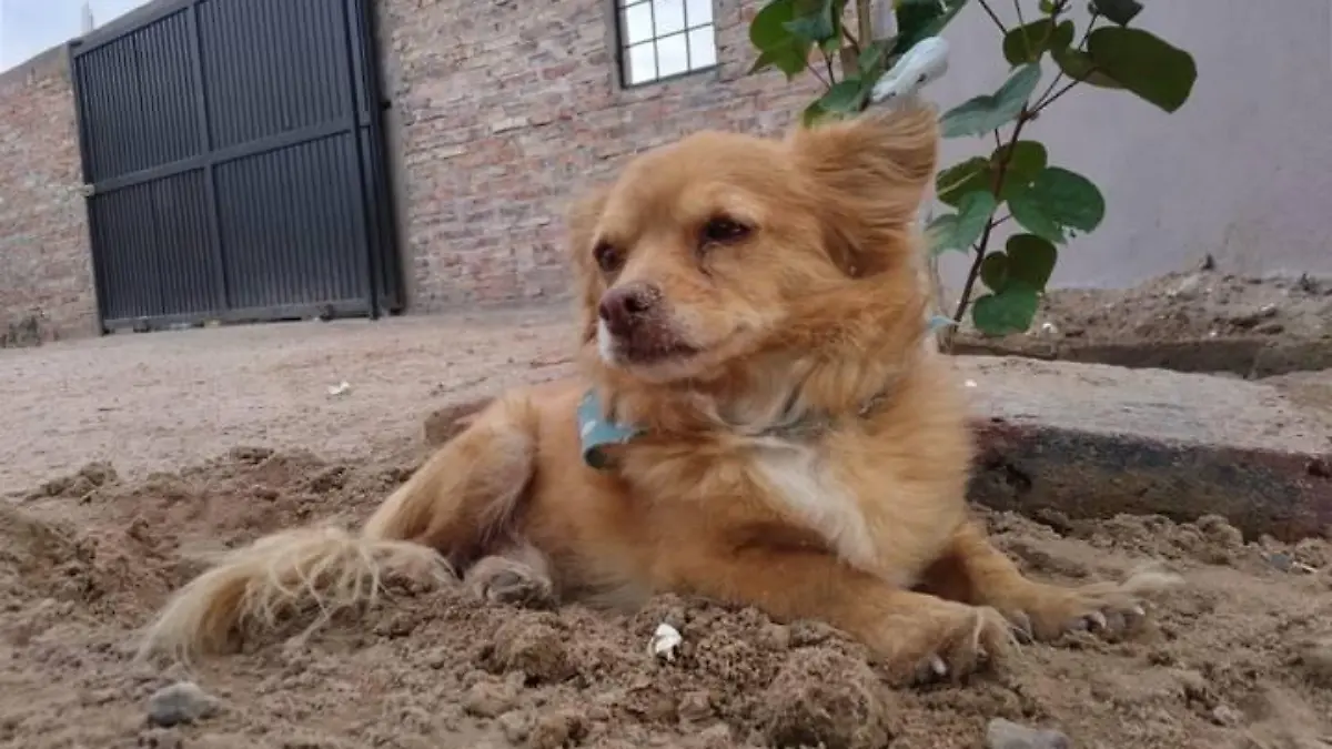 Perro3