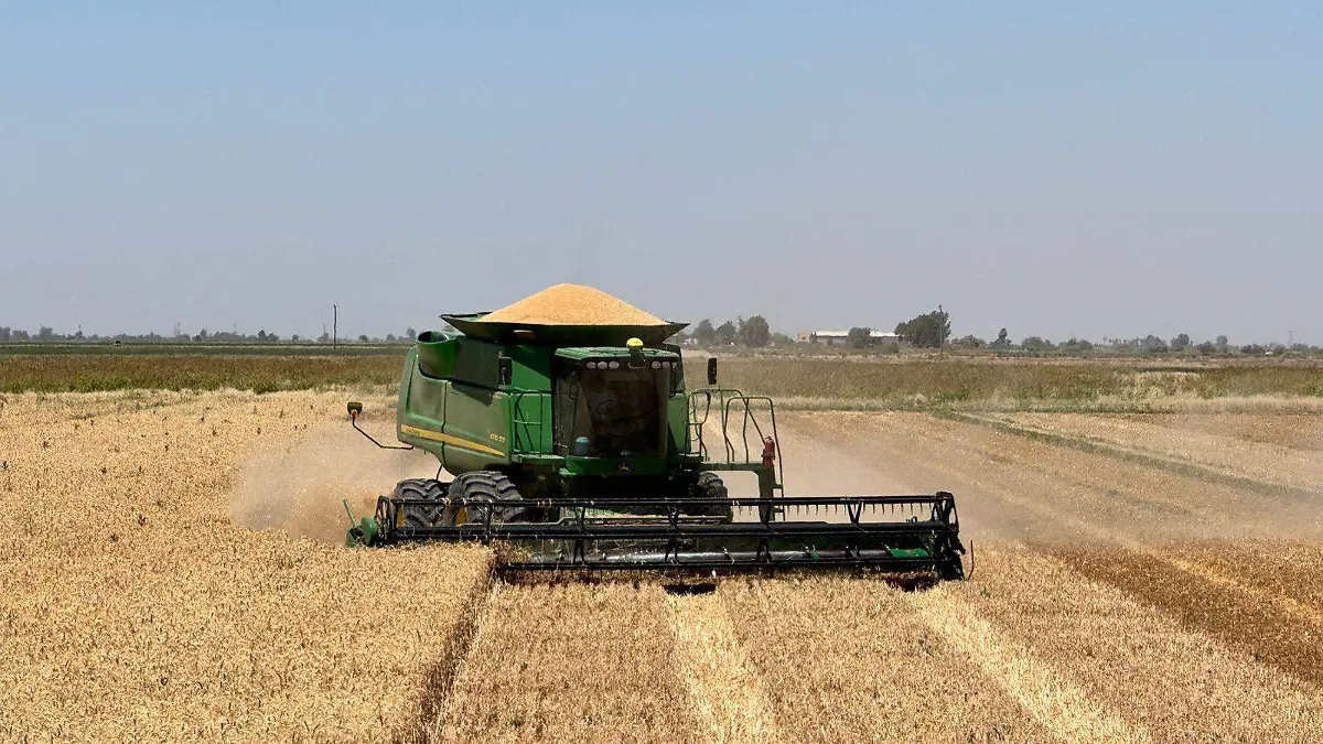 Piden agricultores que se declara zona de desastre Vf (3)