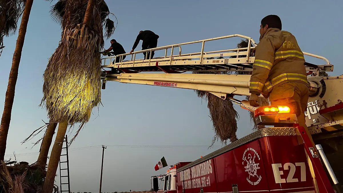 Muere infartado en una palmera