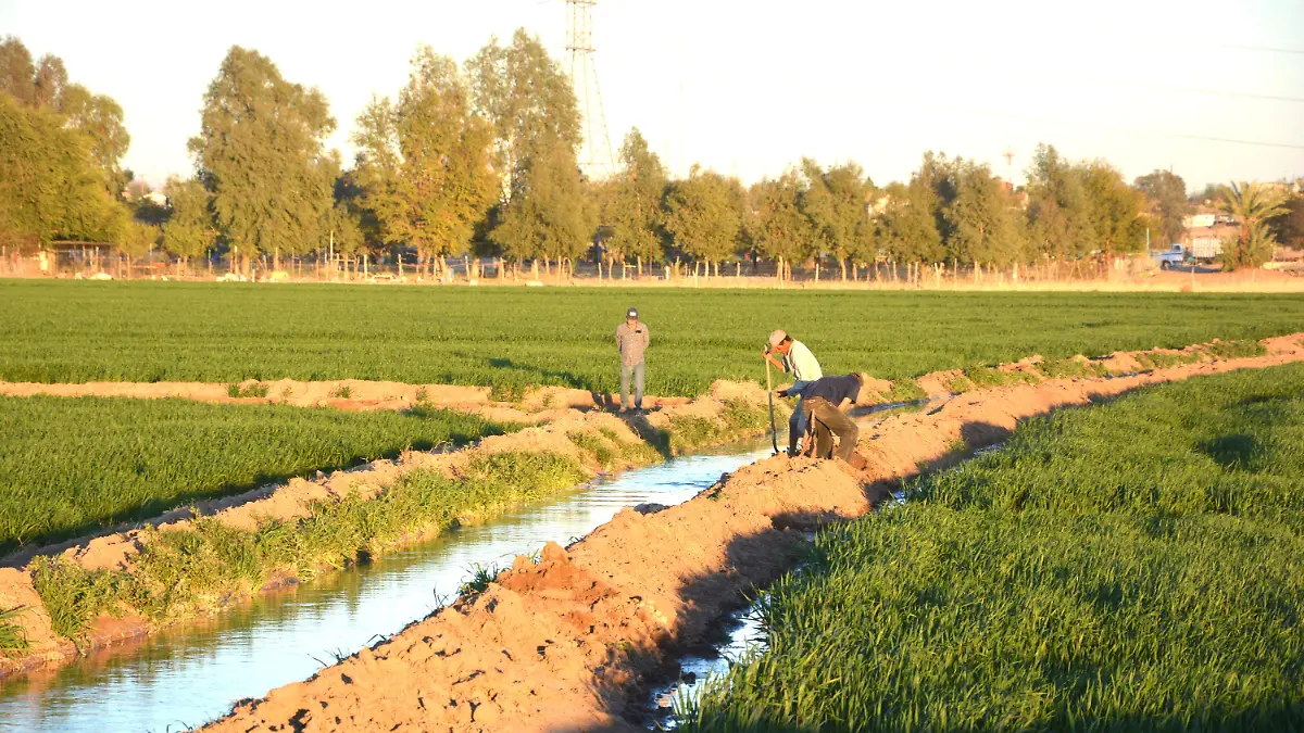 Trigueros tendrán que modificar métodos de riego VF (3)