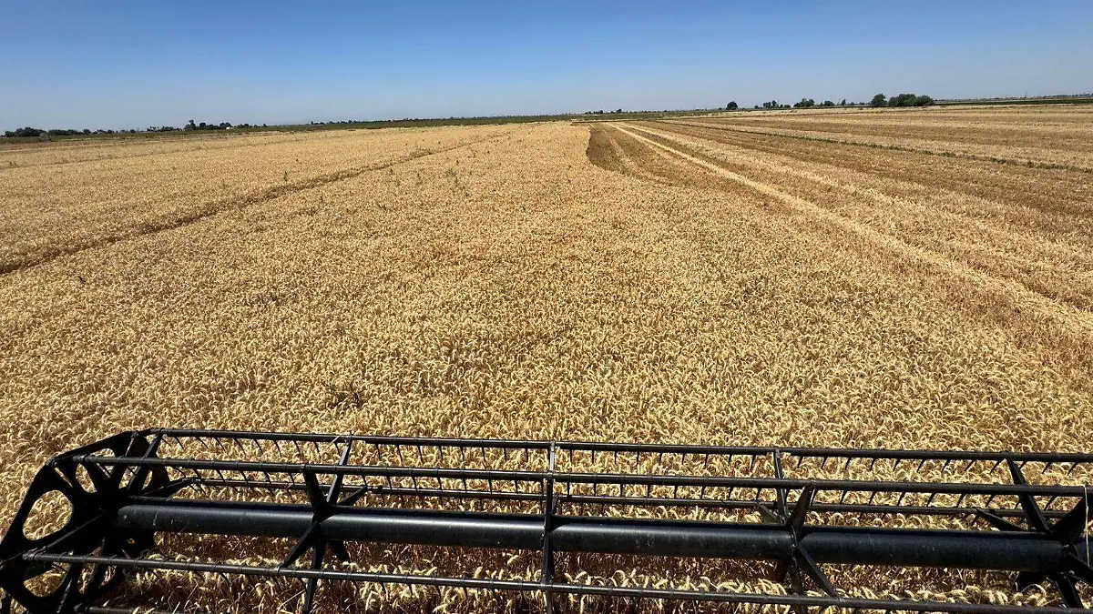 Cierran cosecha de trigo, promediaron 4.1 toneladas por hectarea VF (2)
