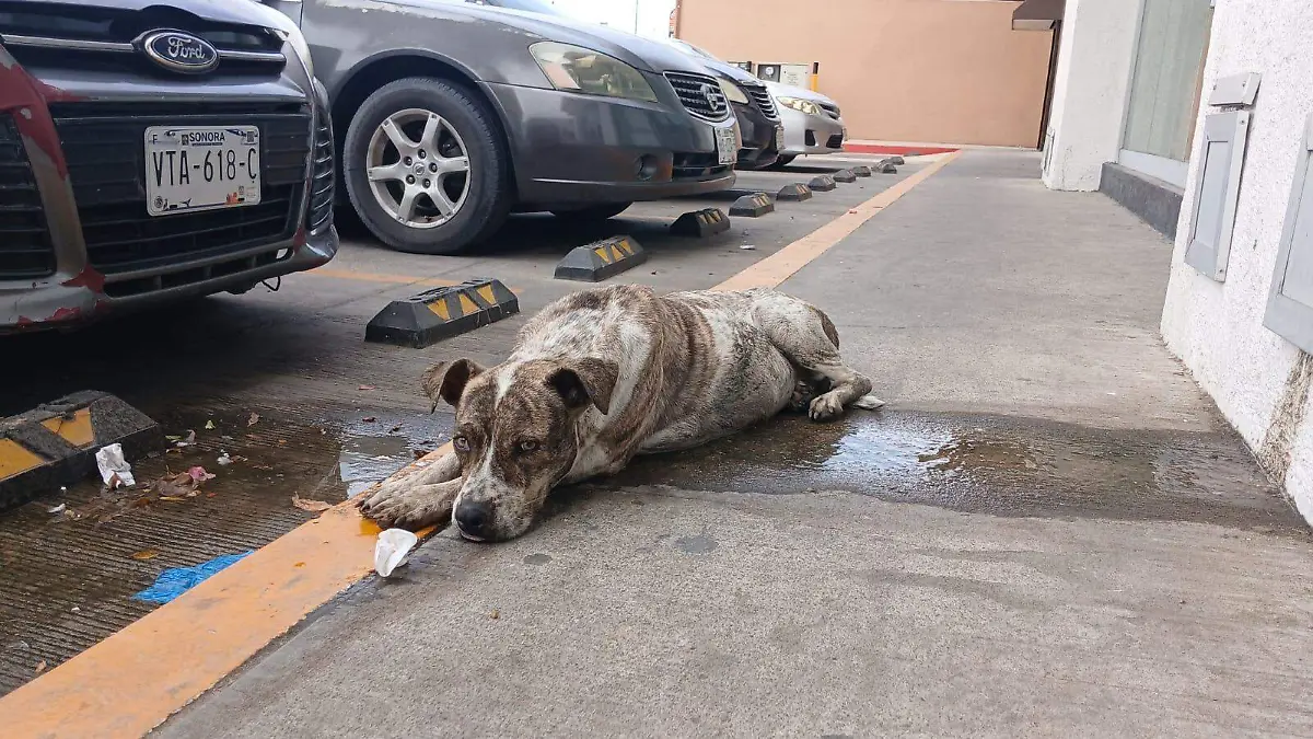 Se debe denunciar todo abuso animal (1)