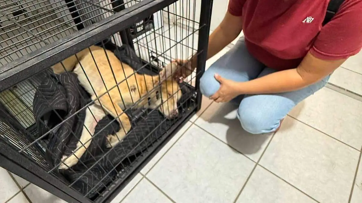 Solicitan apoyo para albergue de perritos (2)