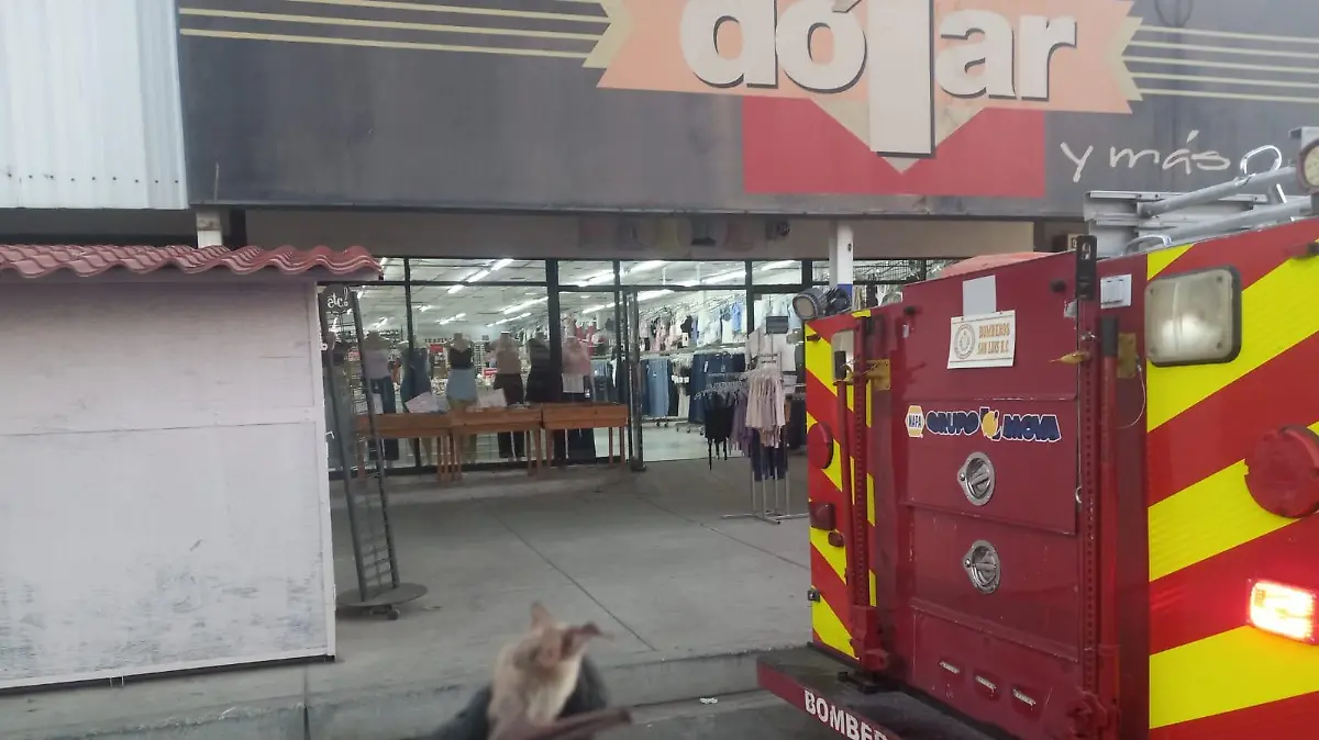 asusta en una tienda un murciélago