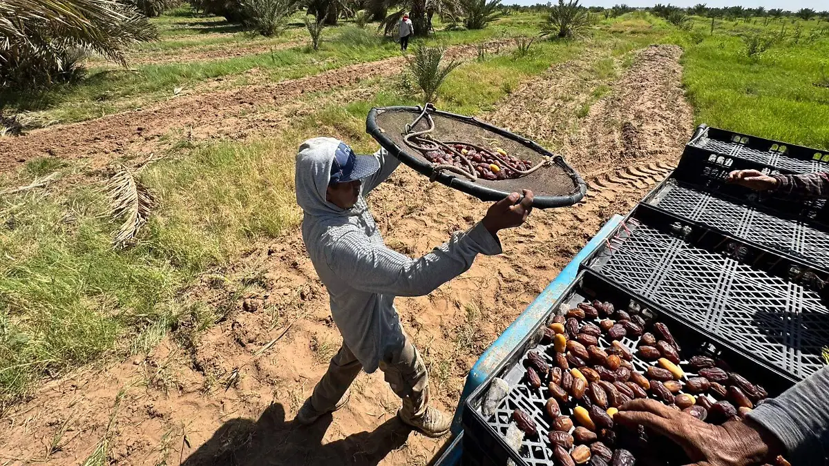 Productores de dátil quieren unirse al proyecto de registro VF (4)
